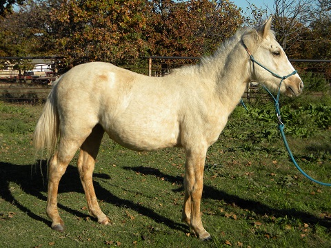 Kizmet